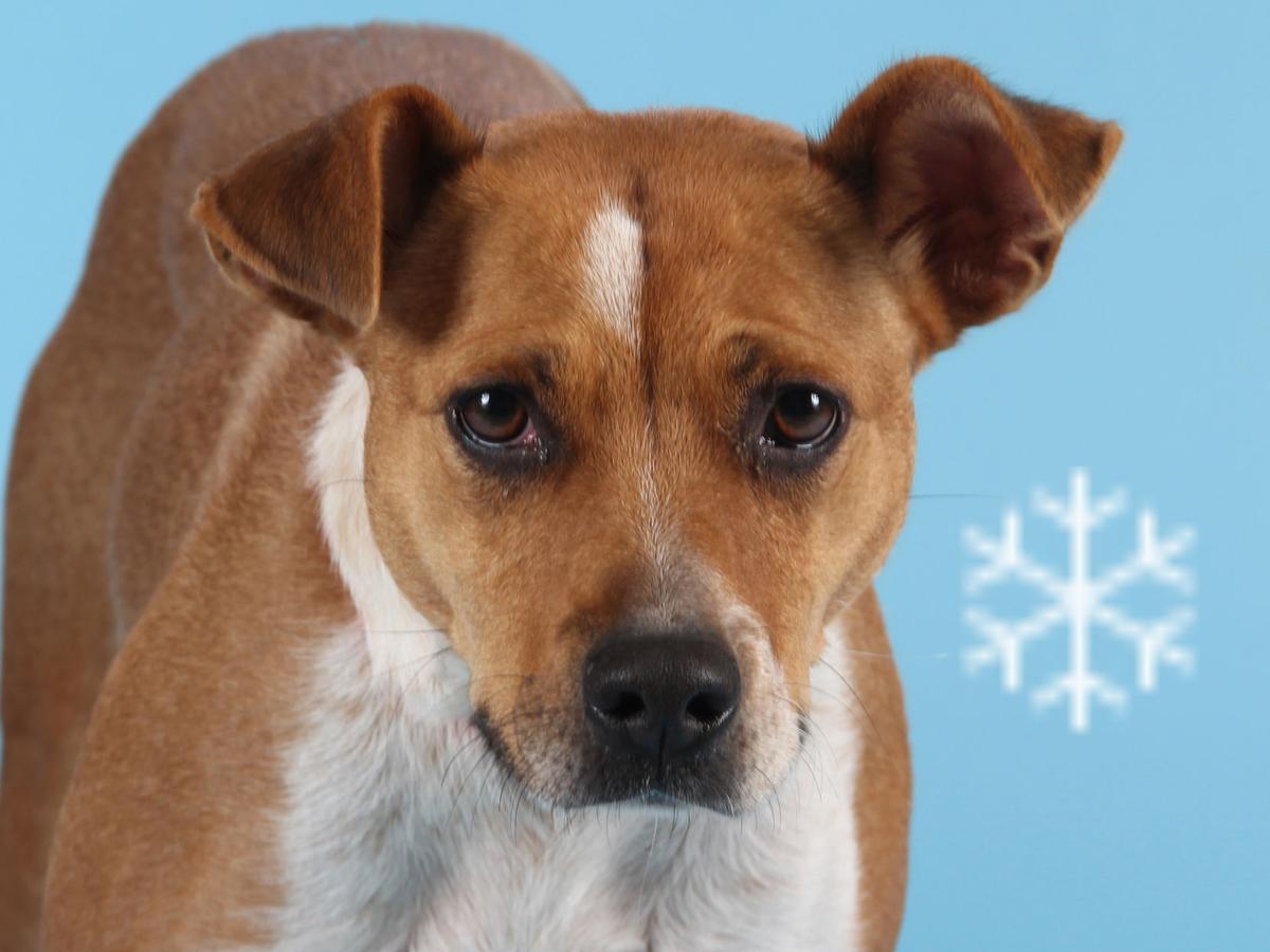Pets Of The Week 2 Shorthair Cats And An Australian Cattle Dog