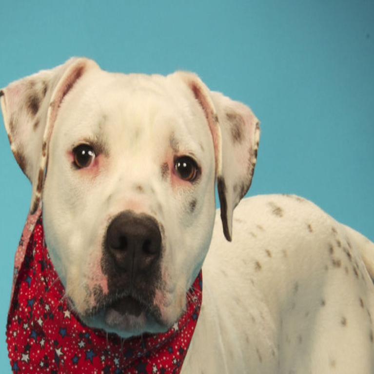 dalmatian pit bull mix
