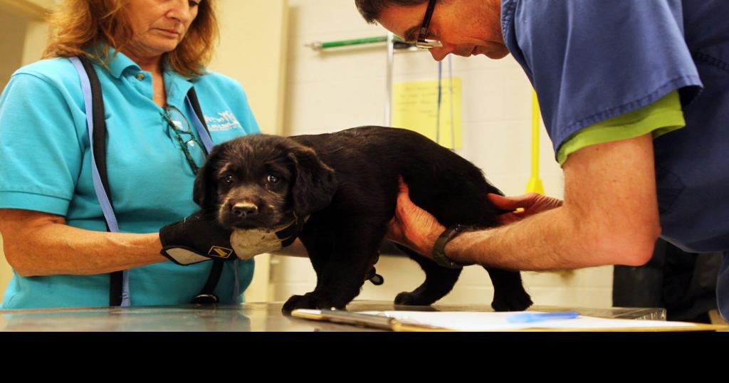 18 dogs seized from breeder are brought to St. Louis shelter