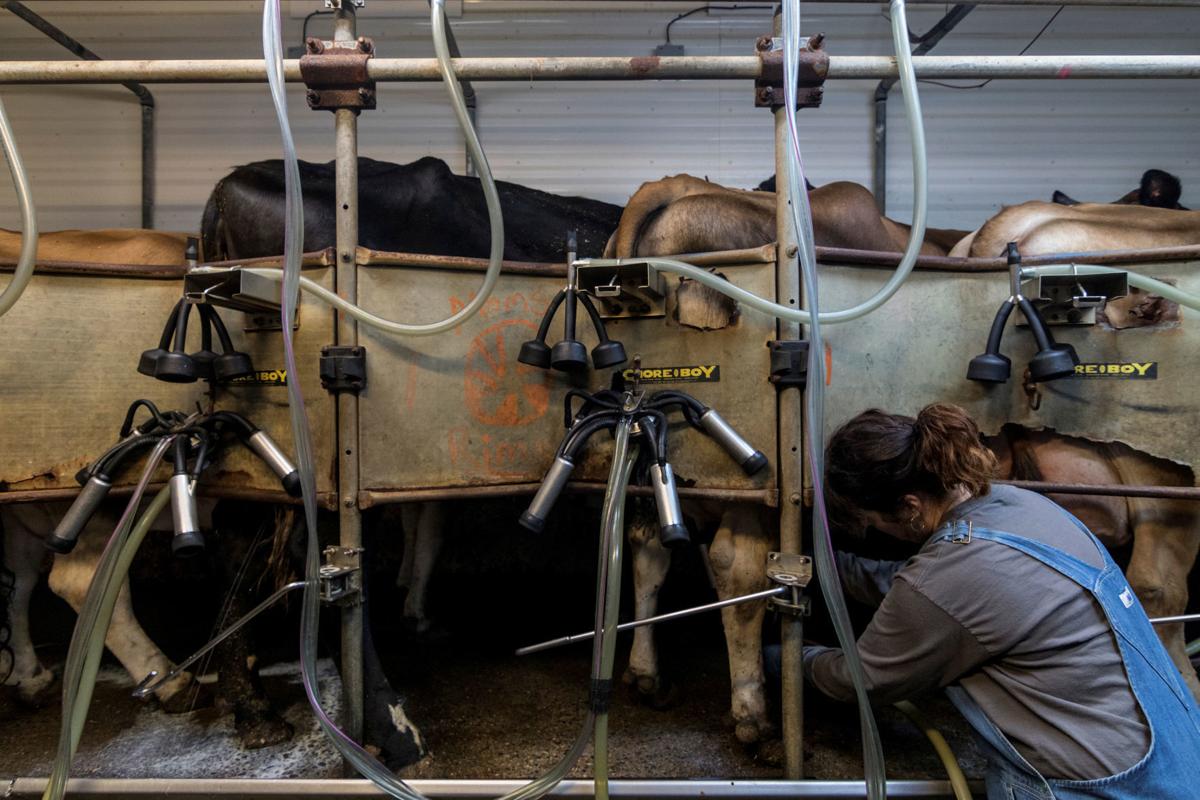 The Wider Image: NAFTA deal gives little help to U.S. dairy farmers