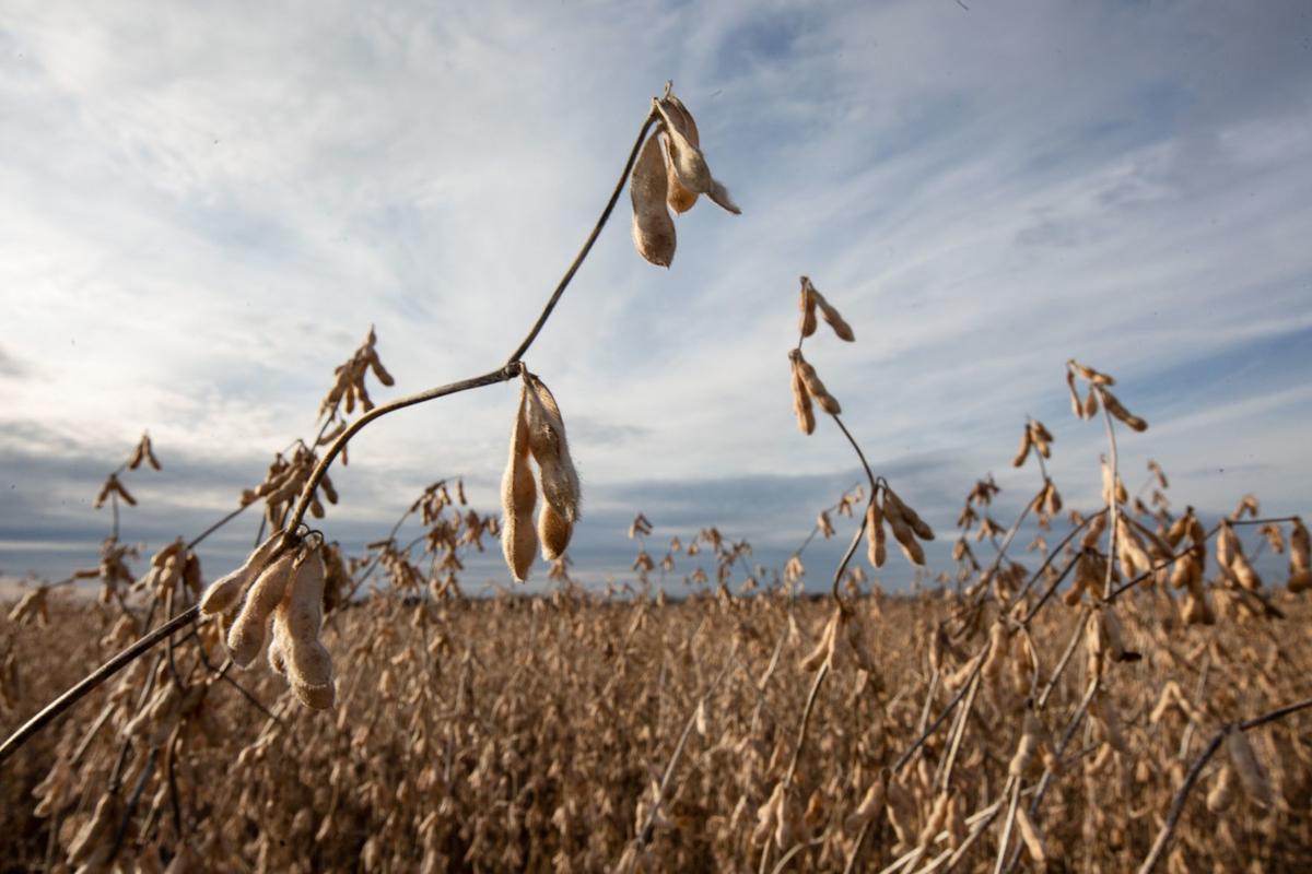 Dicamba affects local farmer’s crop