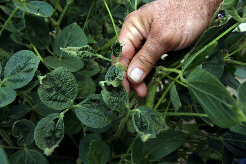 FILE PHOTO: John Weiss looks over his damaged crop on his farm in Dell