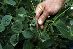 EPA to allow use of dicamba next year, but with safeguards