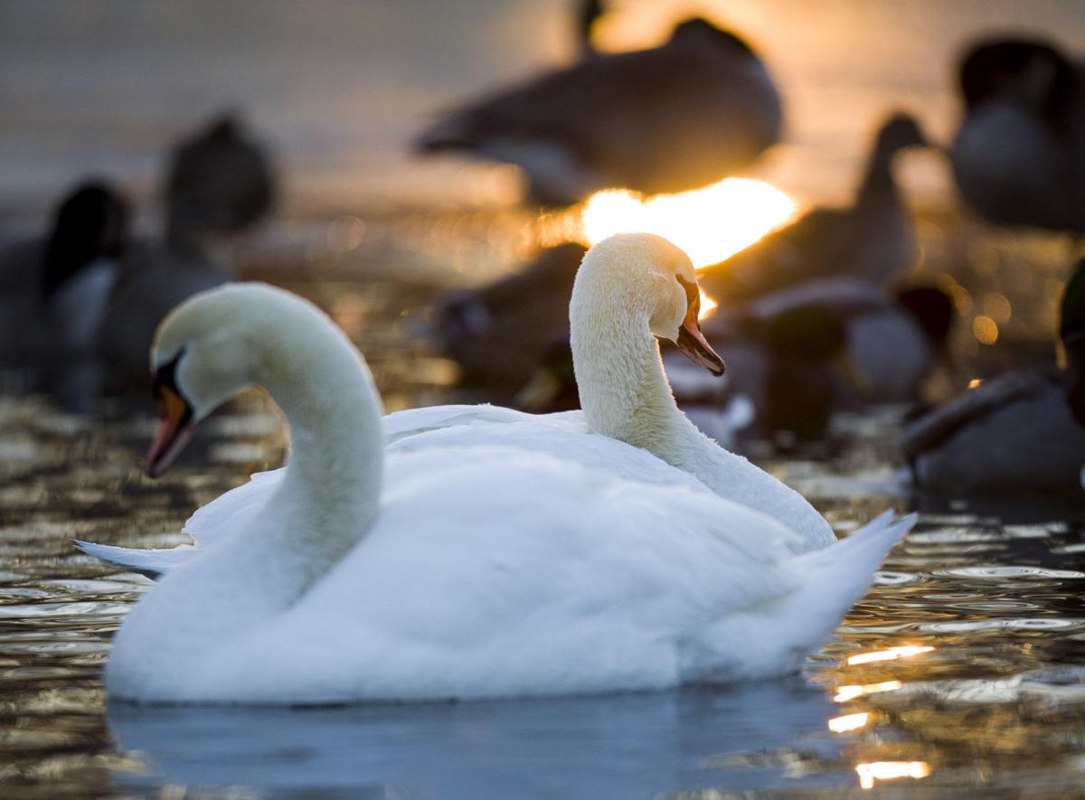 Swans Have Come Back >> A Swan Swat Team A Widower Swan Comeback Swans Some St Louis Swans Have Come Back >> A Swan Swat Team A Widower Swan Comeback Swans Some St Louis