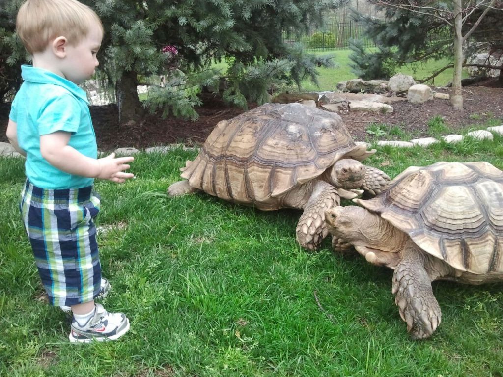 A giant tortoise goes missing in West 