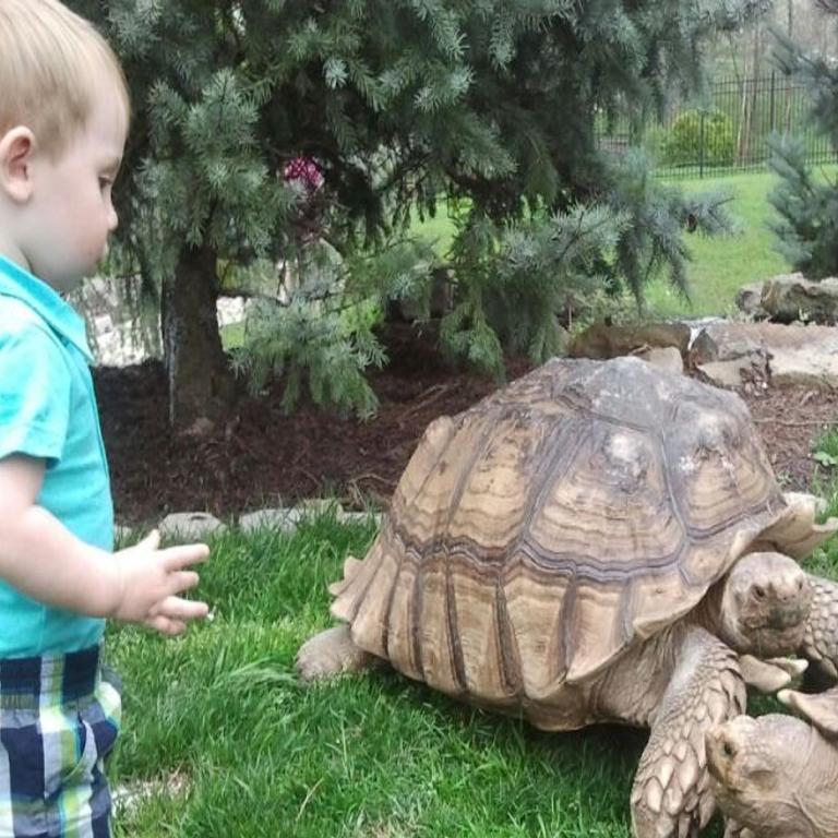 Wallpaper A Giant Tortoise Goes Missing In West County And Time Is Running For Android