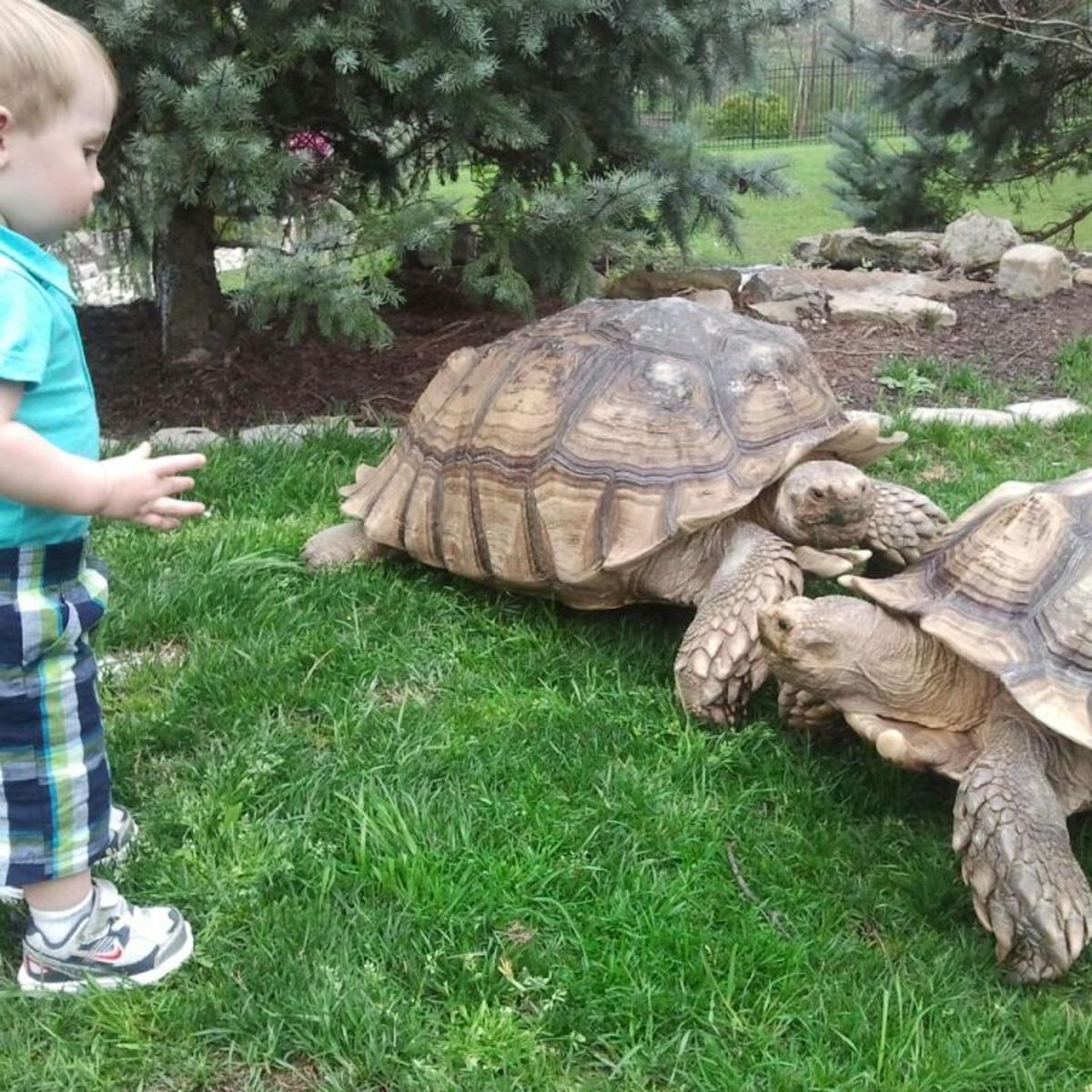 Download A Giant Tortoise Goes Missing In West County And Time Is Running Desktop Wallpaper Get Wallpaper A Giant Tortoise Goes Missing In West County And Time Is Running Desktop Wallpaper Free