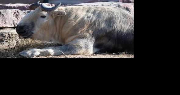Xing, a takin at the St. Louis Zoo, has died