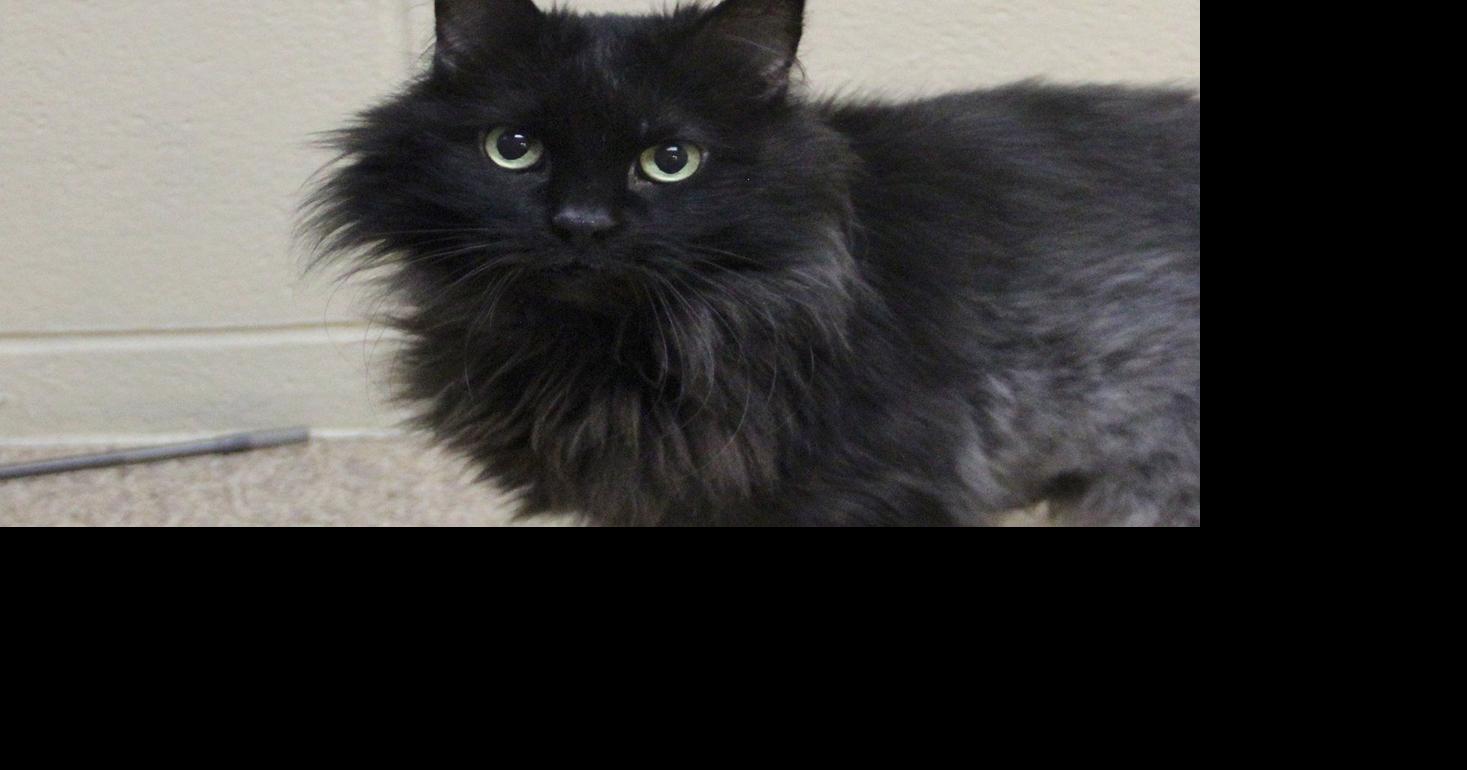 Pet of the Week Harry, a 10yearold cat