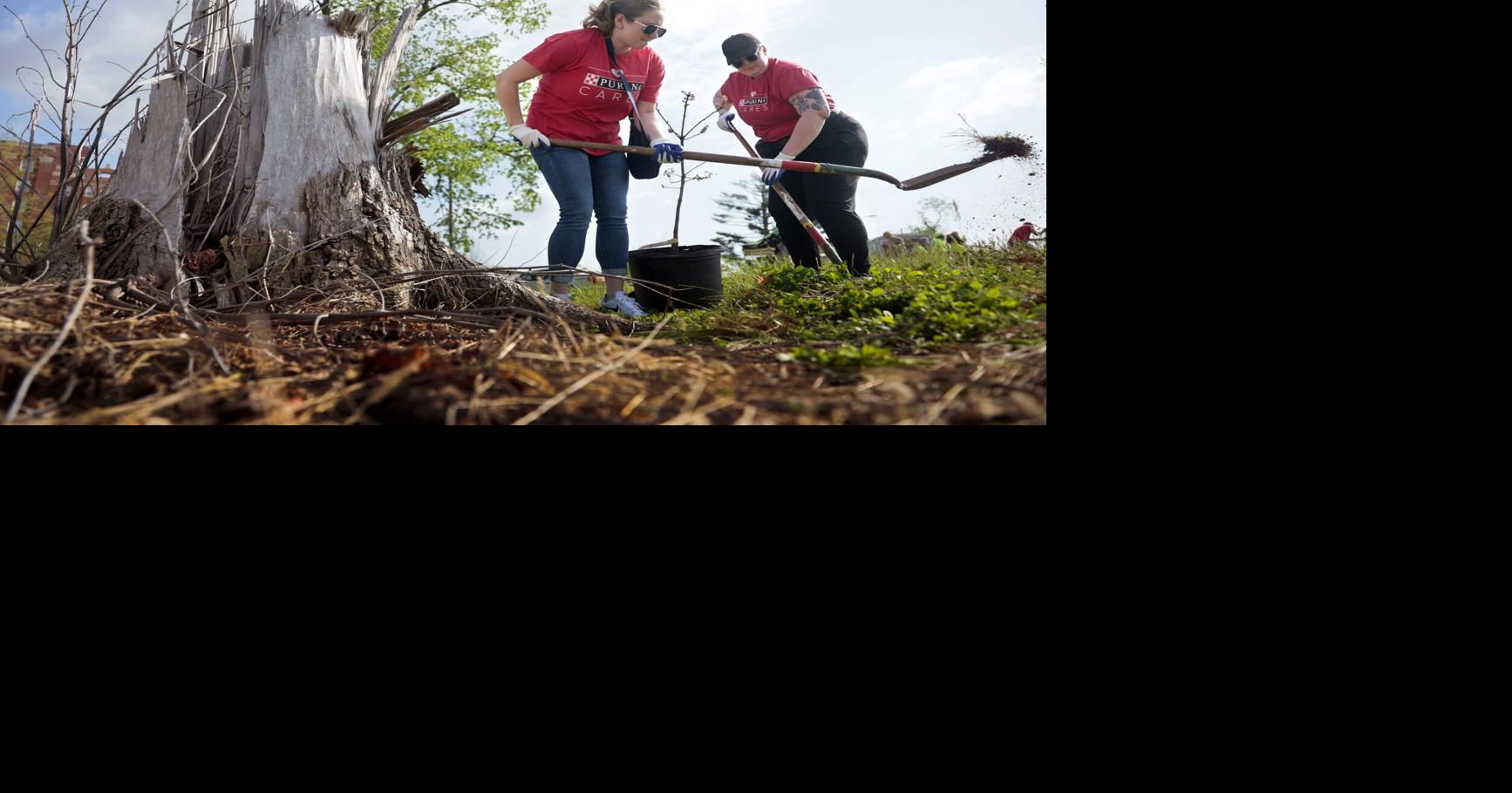 After tornado wrecked trees, partners plant more in St. Louis' Ivory ...