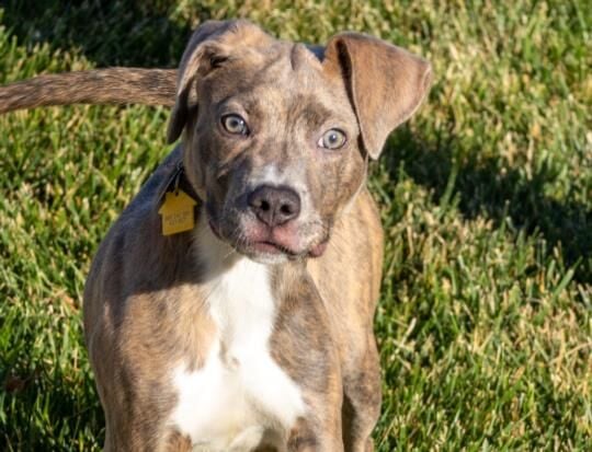 Meet Our Pets Of The Week: A Shepherd Mix, A Goat And A Hound Mix