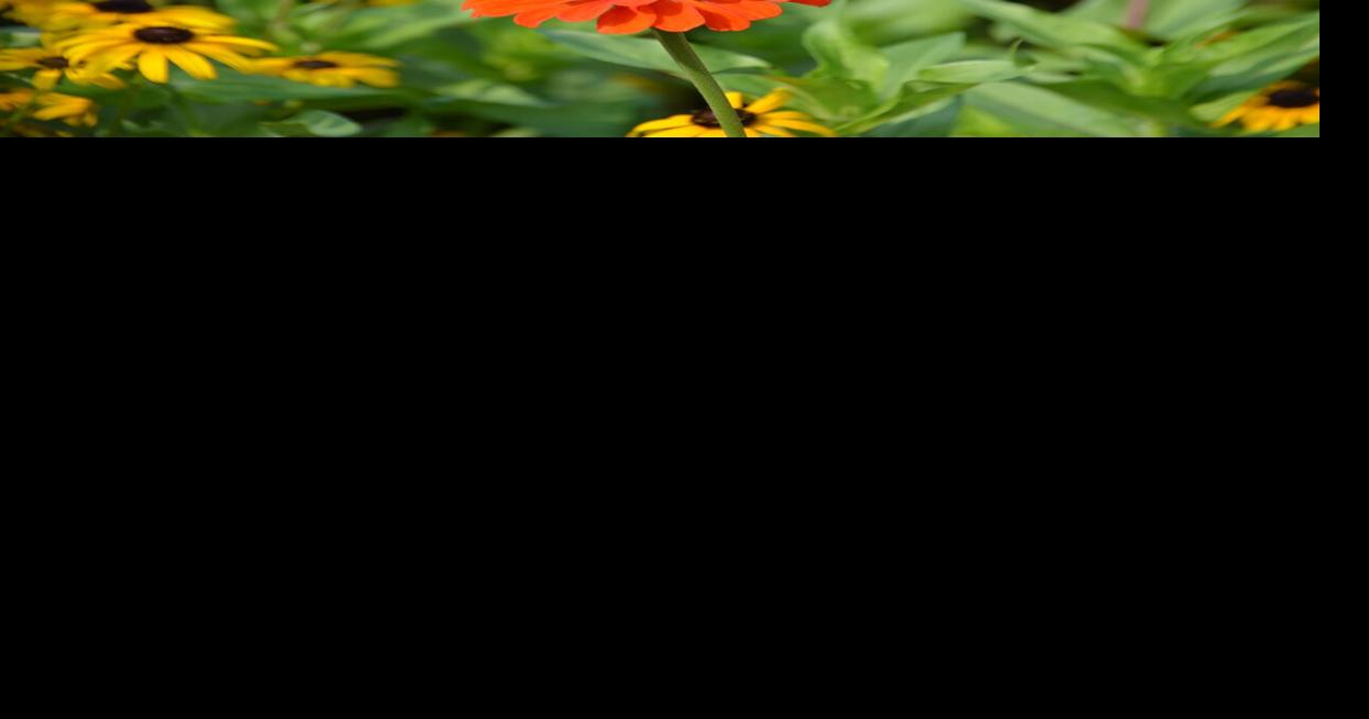 Create a Butterfly Haven in Your Missouri Garden!