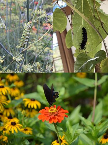 Swallowtail