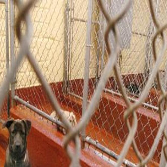 St Louis Secures Site For New Dog Pound Metro Stltoday Com