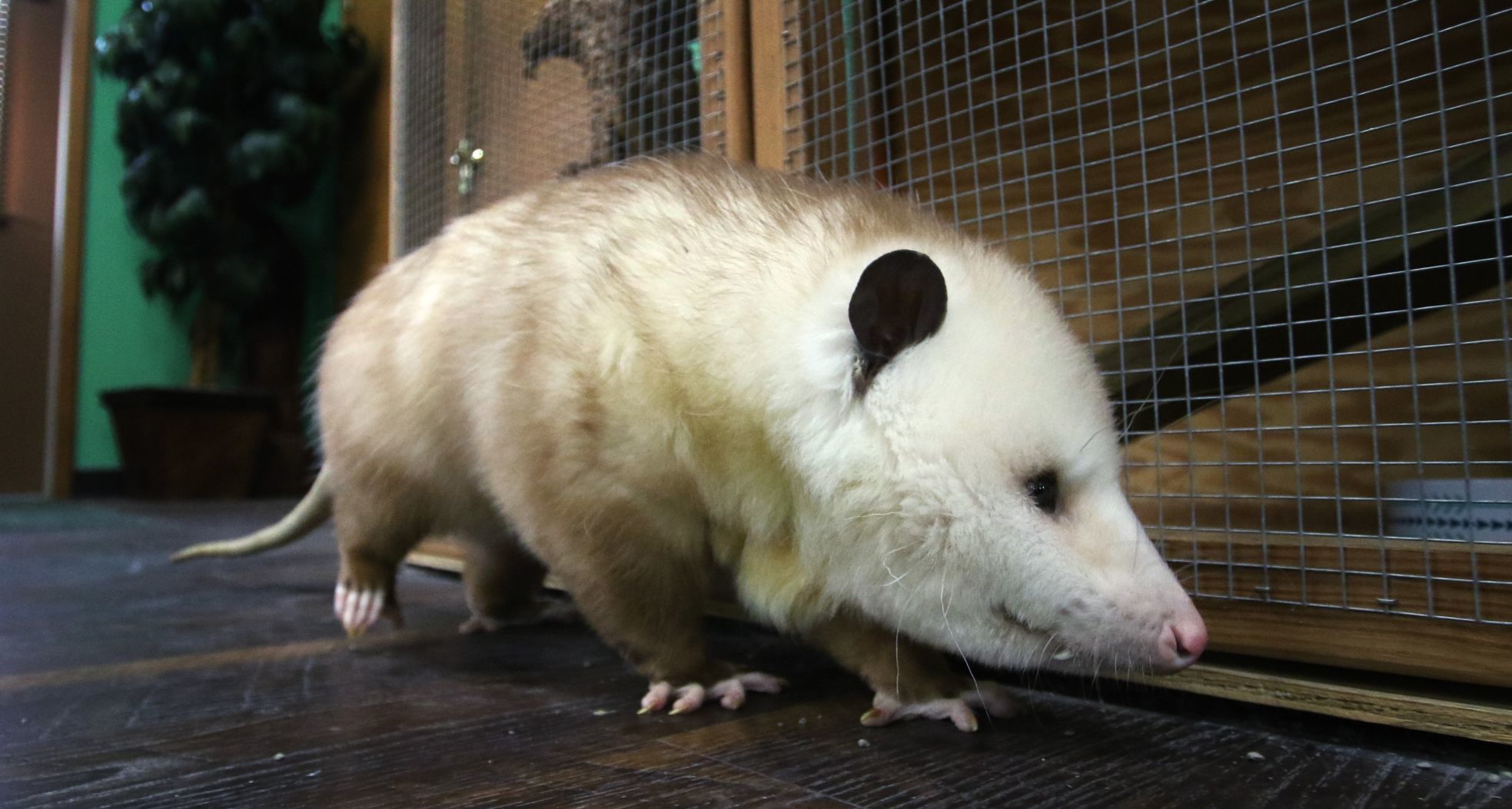 baby possum costume