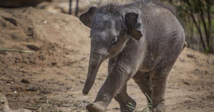 Visitors can now see Jet, St. Louis Zoo's baby elephant