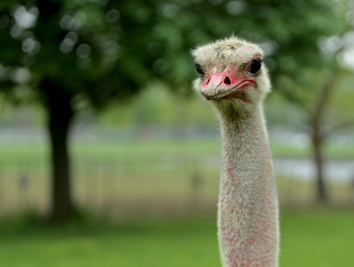 Grant’s Farm starts a new season Friday, sans elephants Entertainment