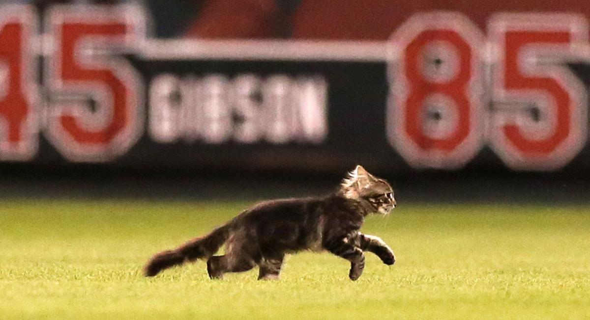 Rally Cat Custody Case Feral Cat Center Has Him Cardinals Want