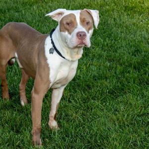 Clyde A762429.jpg