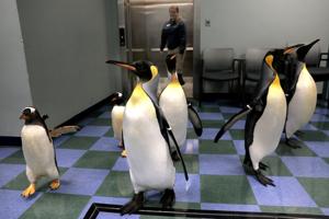 Behind the scenes at the St. Louis Zoo