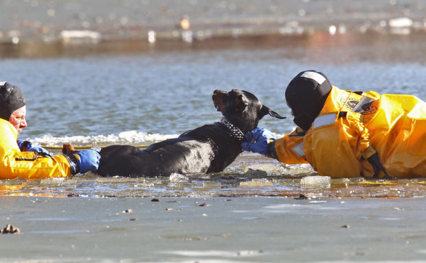 Fire Dept. Rescues dog from lake in O'Fallon Park