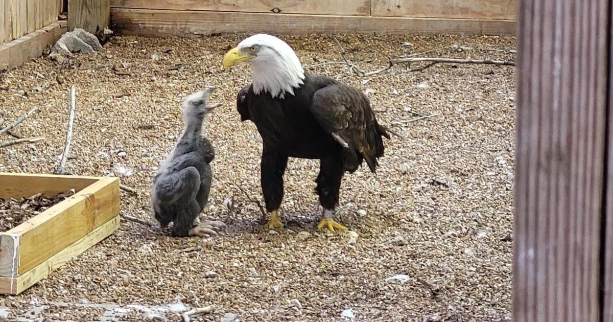 Beloved foster-dad eagle Murphy, who incubated a rock, dead after storms