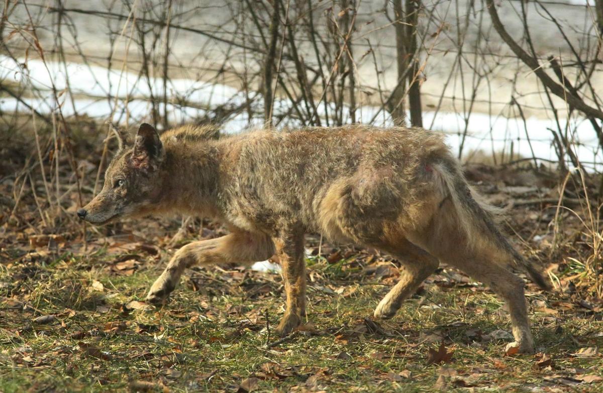 Coyotes are bolder in the winter months