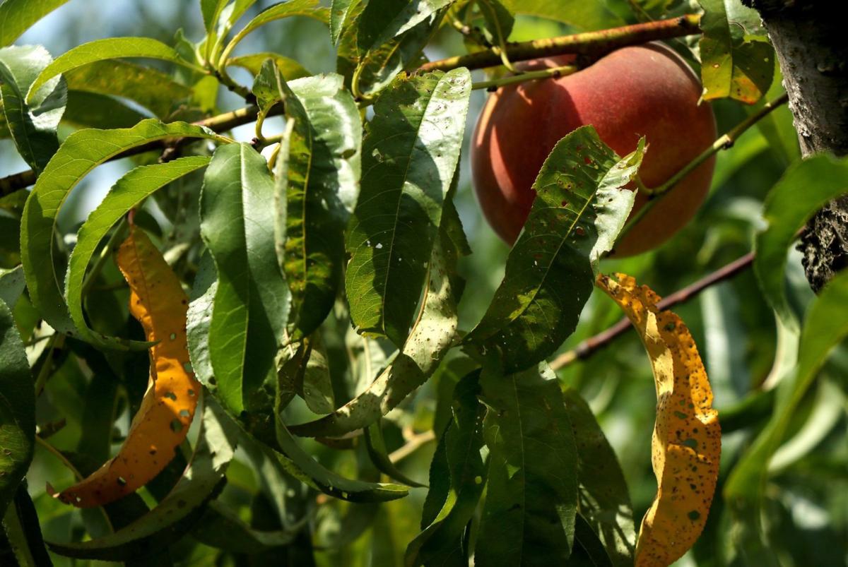 Missouri peach crop