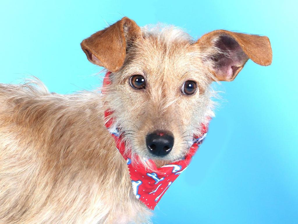 Pets Of The Week Terrier Mix Shorthair Cat And Chihuahua Mix