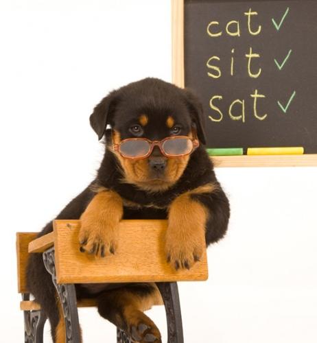 Wash. schools weigh whether to have animals in class Wash. schools weigh whether to have animals in class