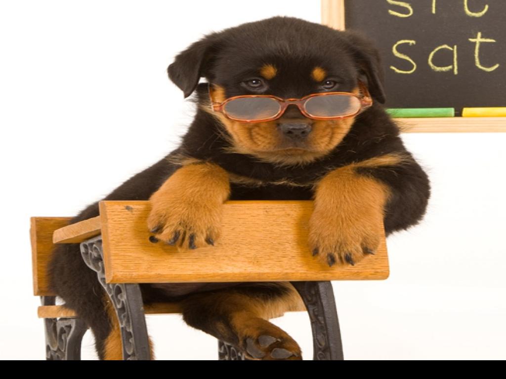 Wash Schools Weigh Whether To Have Animals In Class Pets