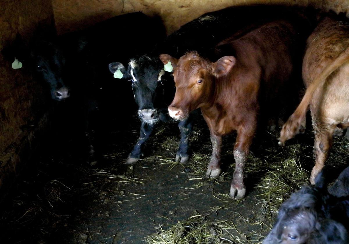 Cattle That Escaped From St Louis Slaughterhouse Are Headed To