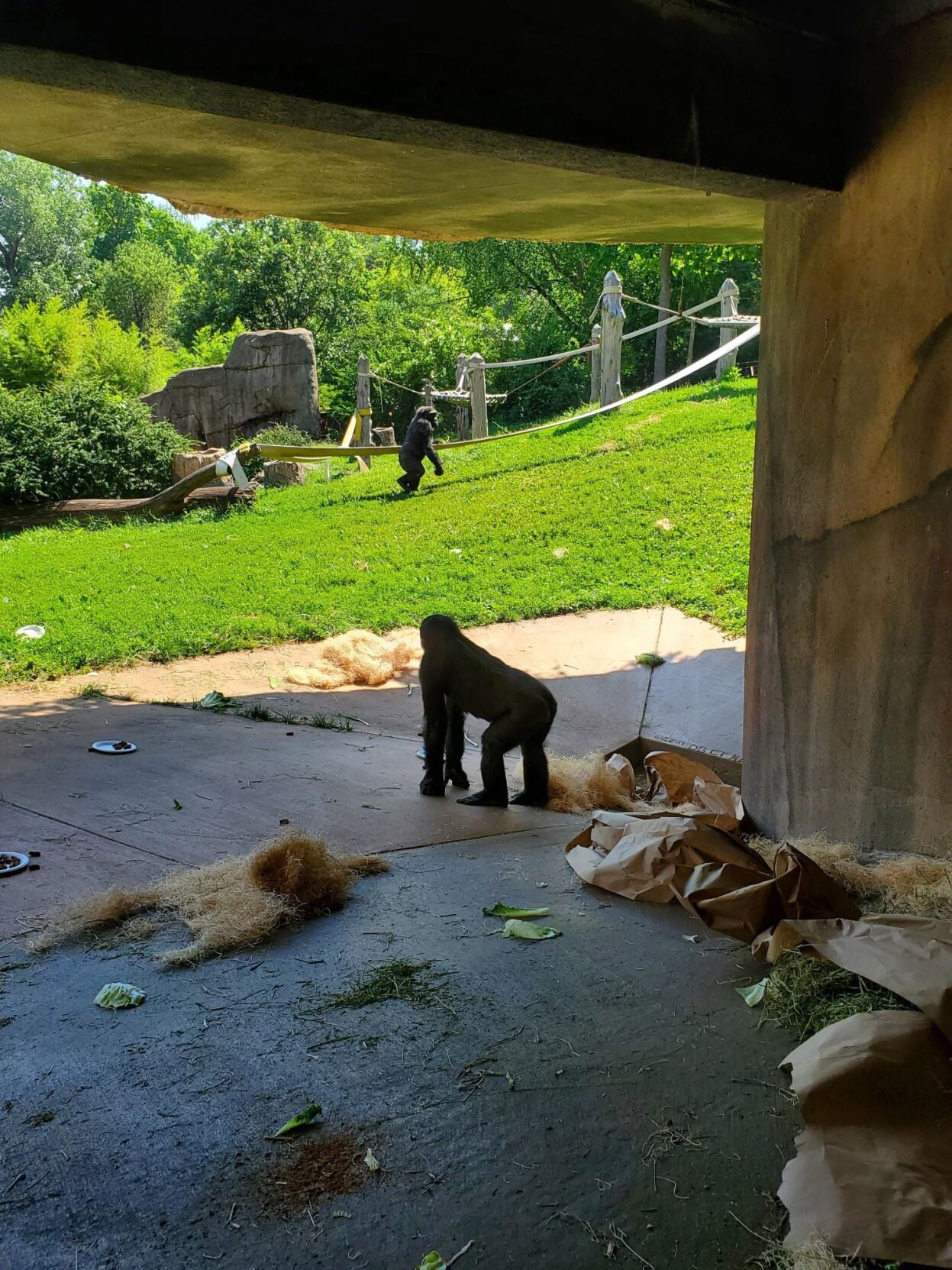 A young gorilla takes his very first steps outside at the St