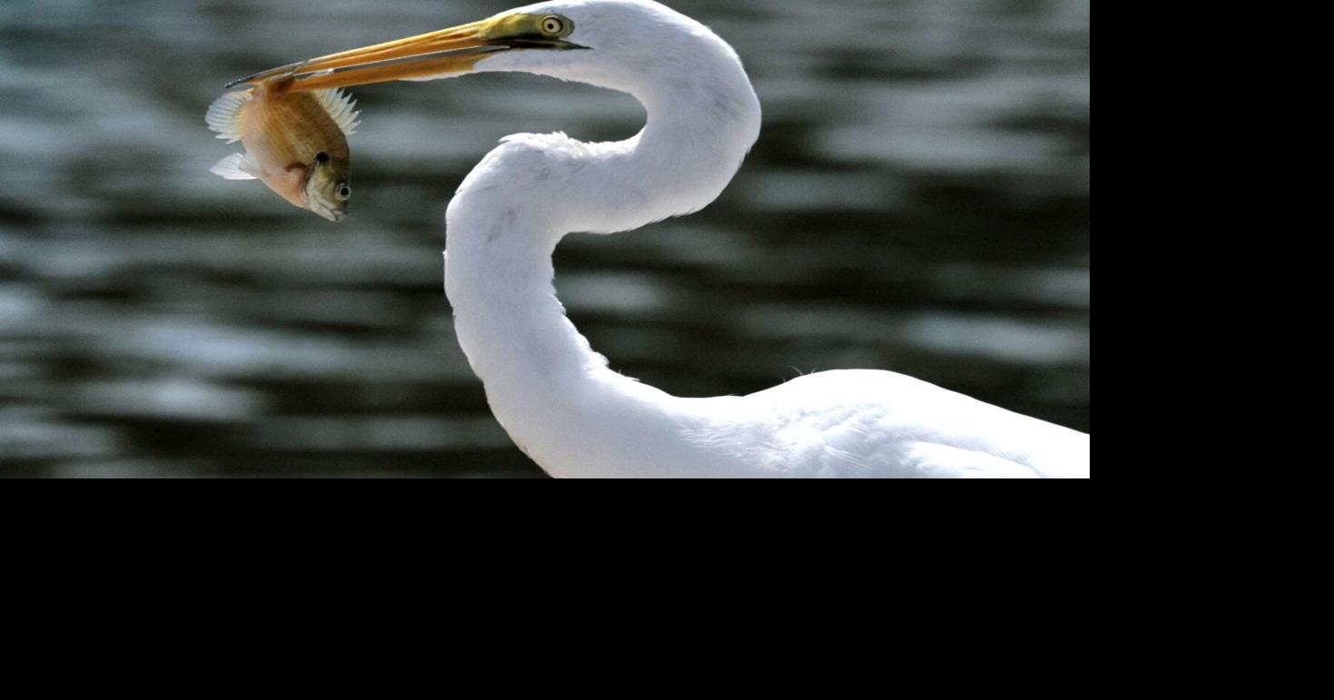Freadh catch