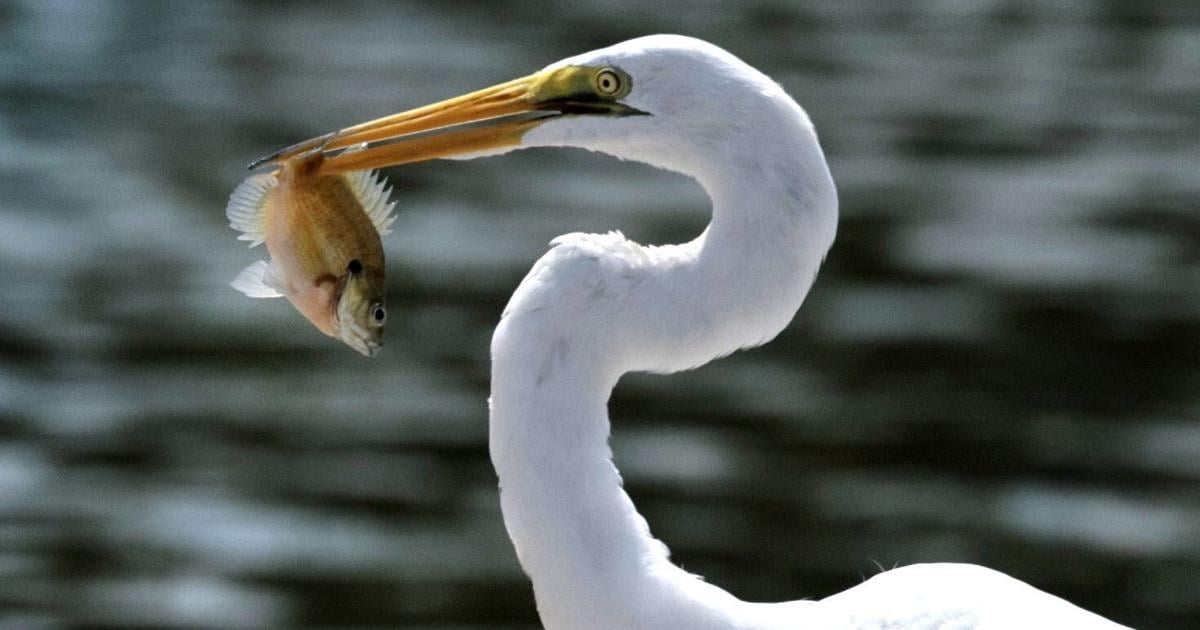 Freadh catch