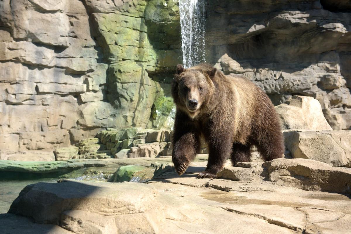 St. Louis Zoo&#39;s Grizzly Ridge debuts with its first residents, Huck and Finley | Culture Club ...