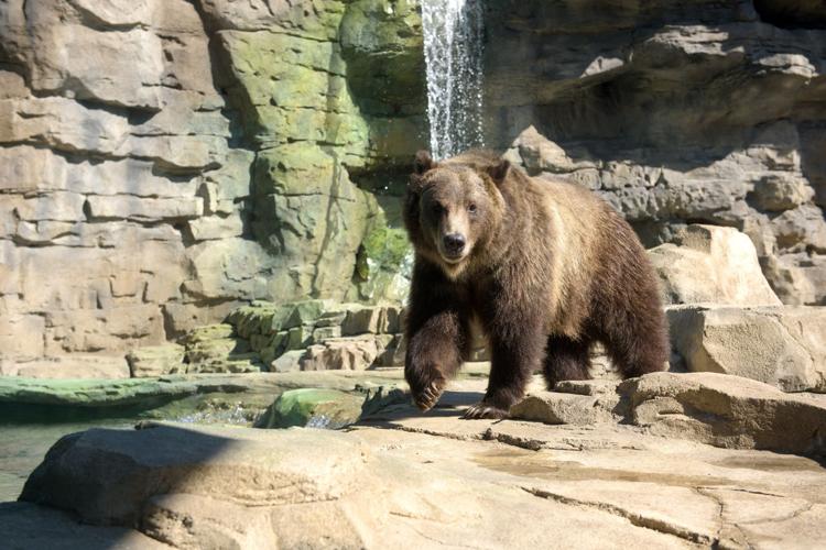 Last remaining grizzly bear at Little Rock Zoo dies