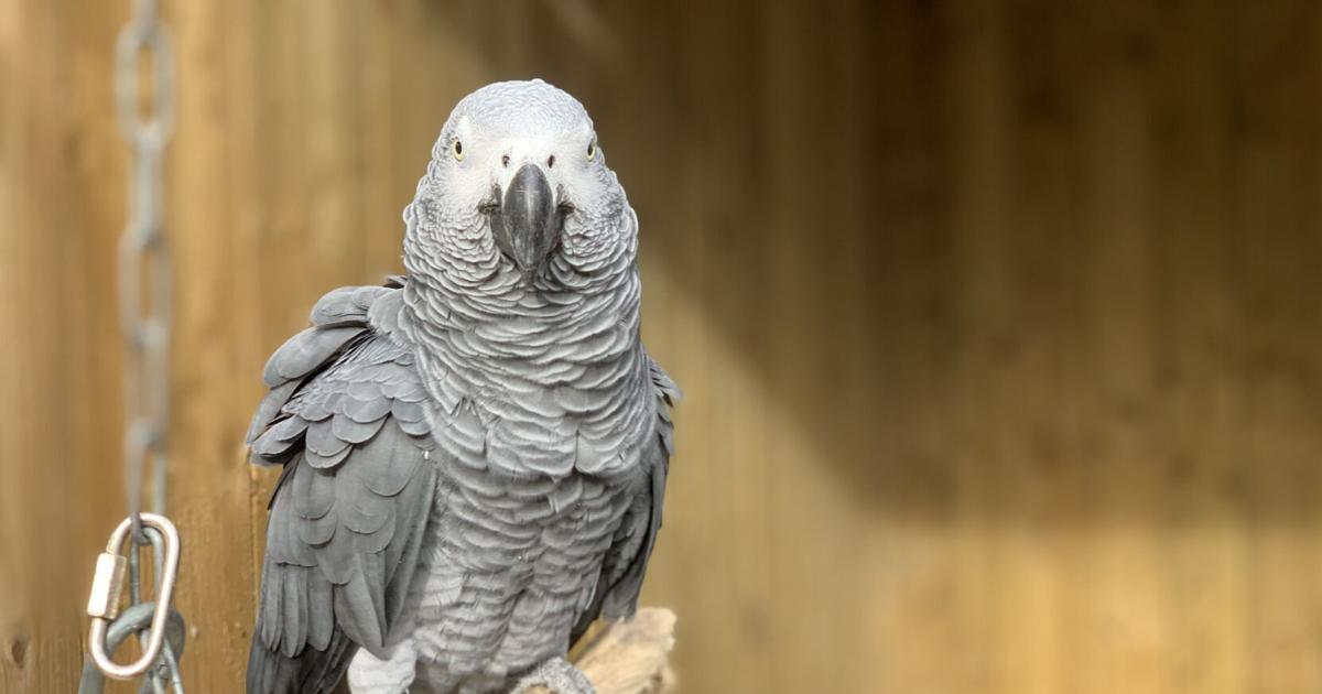 Parrots in wildlife park moved after swearing at visitors in England