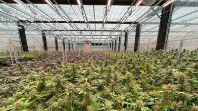 Marijuana grow facility