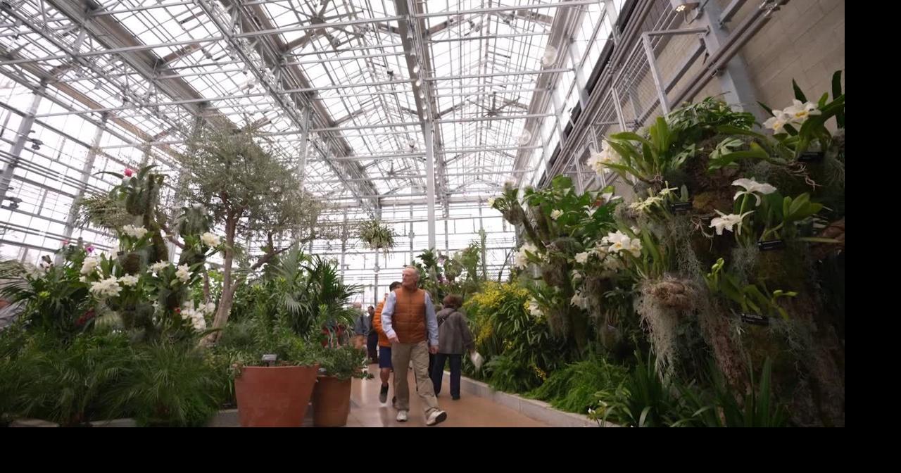Video: St. Louisians view orchids at Missouri Botanical Garden