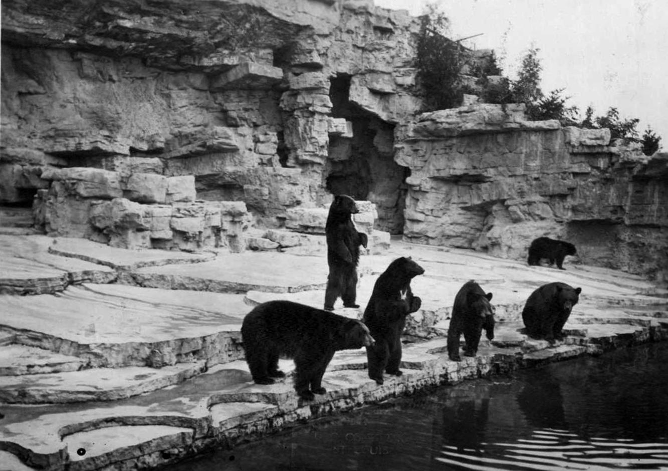 The day the St. Louis Zoo gave its bears an innovative new home.