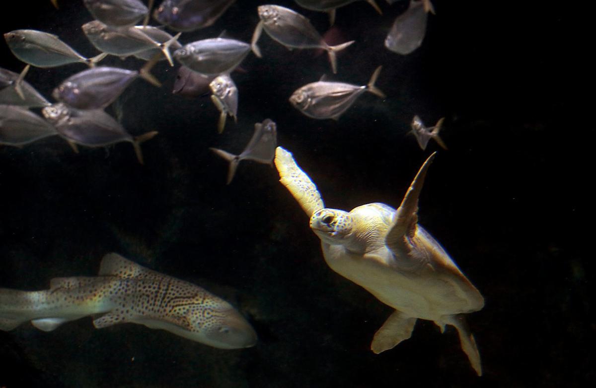 Photos Tsunami the sea turtle is swimming with the sharks