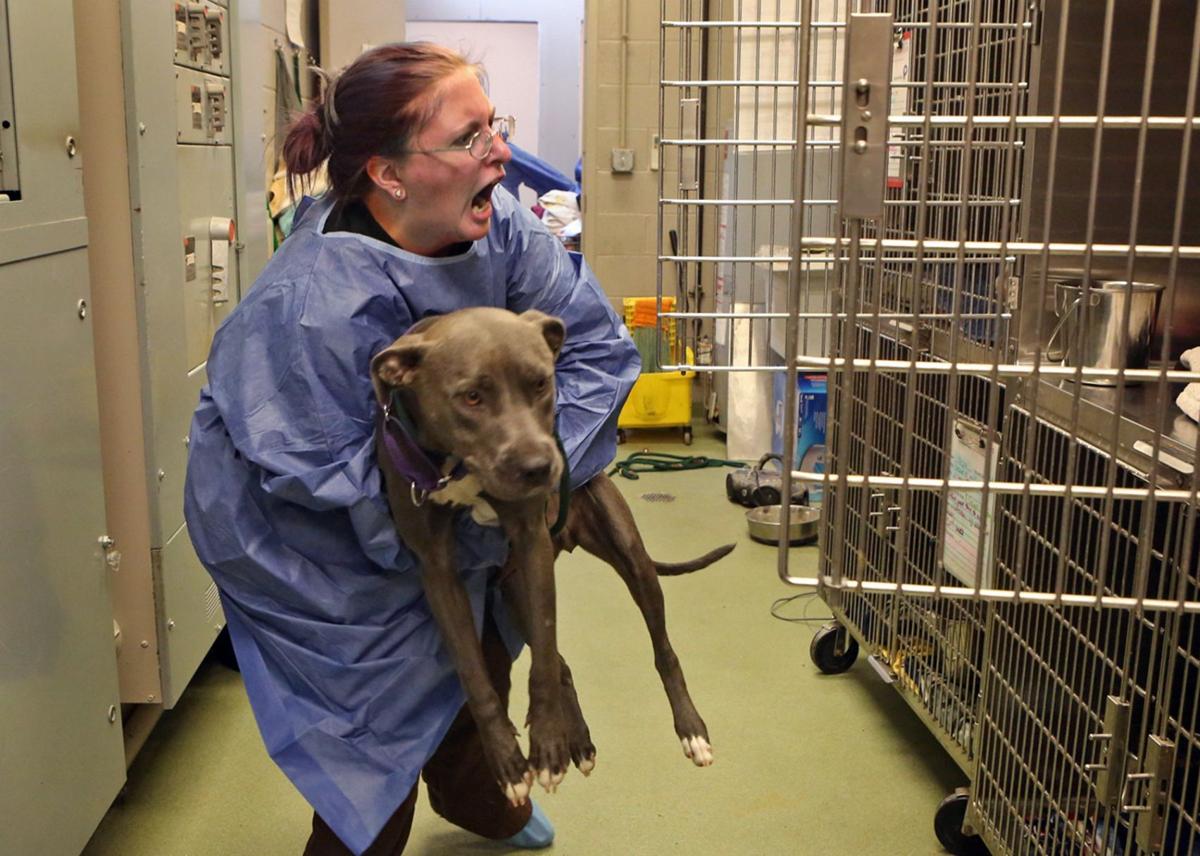 Distemper outbreak at St. Louis shelter brings Stray Rescue to a halt