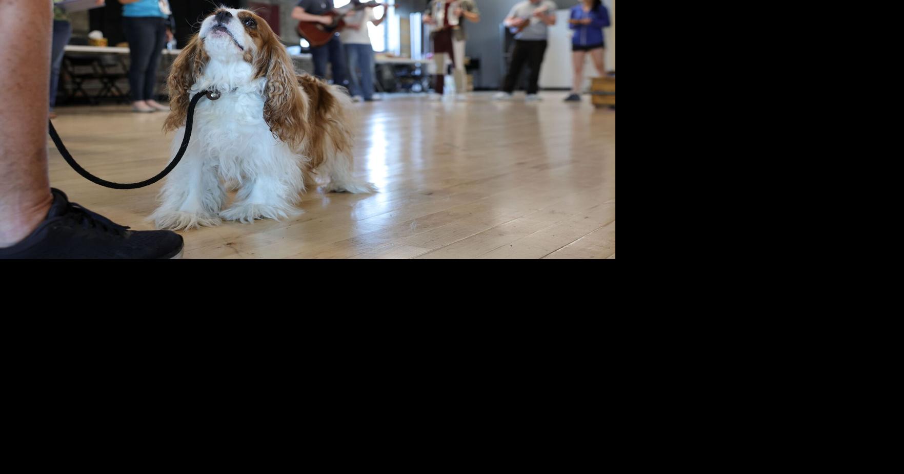 St. Louis Shakespeare casts 5 dogs in ‘Two Gentlemen of Verona.’ It’s even cuter than it sounds.