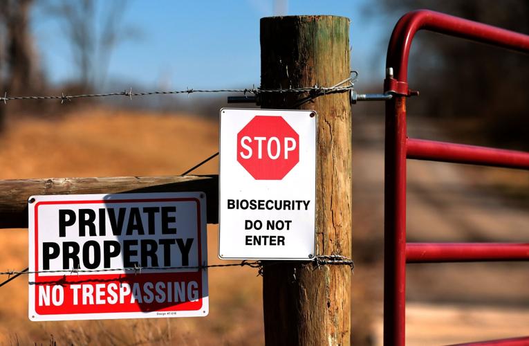 Farmers protecting their flocks from bird flu
