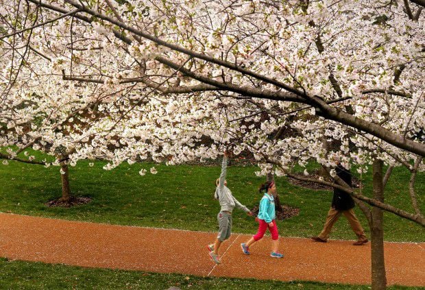Botanical Garden cherry blossoms survive storms