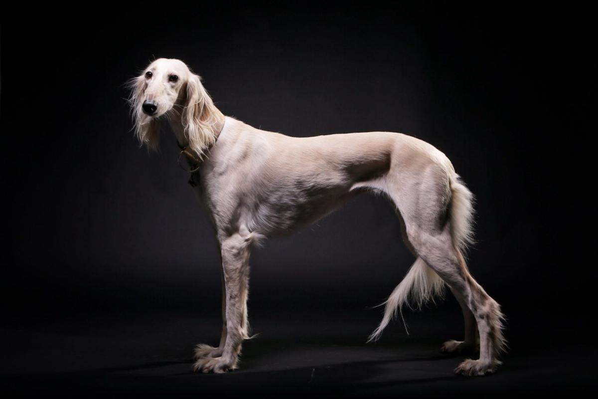 saluki from foley among local dogs compete westminster show saluki from foley among local dogs compete westminster show