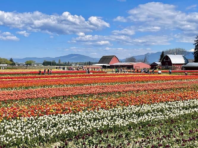 Tulip festival in Washington