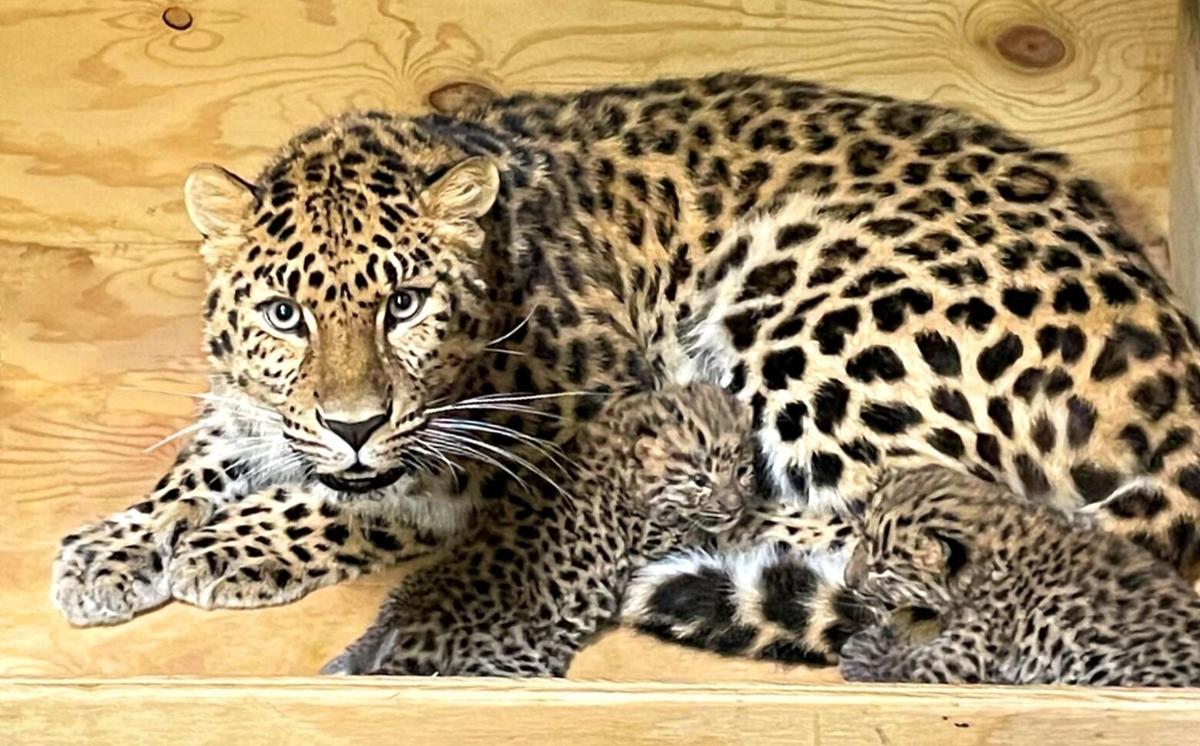 2 critically endangered Amur leopard cubs born at St. Louis Zoo