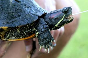 St. Louis Zoo researchers trap turtles in Forest Park to monitor microplastics
